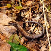 New Caledonian Ground Skink