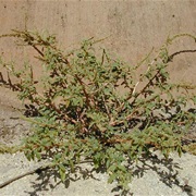 Spiny Amaranth (Amaranthus Spinosus)