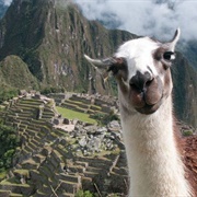 Pet a Lama in Machu Picchu