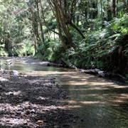 MacKerel Forest Track
