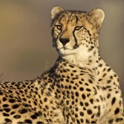 A Cheetahs Lifespan Is Up to 12 Years in the Wild.