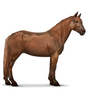 Highland Pony - Chestnut
