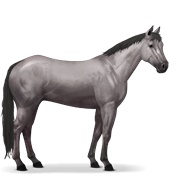 Quarter Horse - Mouse Gray