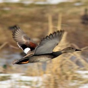 Wheeler National Wildlife Refuge