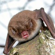 Pond Bat