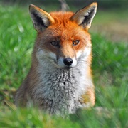 Fox