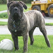 Bull Mastiff