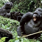 See Gorillas in the Wild