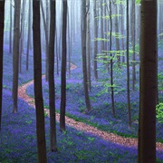 Hallerbos Forest