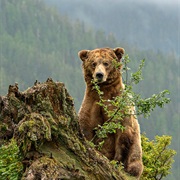 Grizzly Spotting in Ivvavik National Park, YK