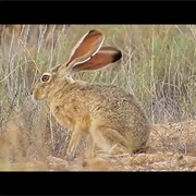 Desert Hare