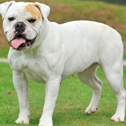 American Bulldog