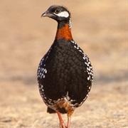 Black Francolin