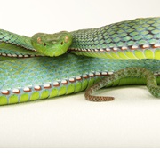 Vogel's Pit Viper