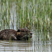 La Capelière, Camargue