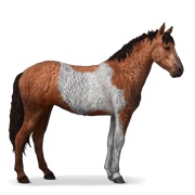 Curly - Cherry Bay Tobiano