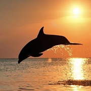 Brijuni National Park, Croatia