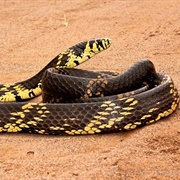 Caninana Snake (Spilotes Pullatus)