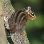 Allen's Chipmunk