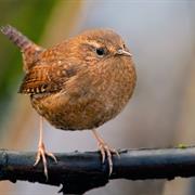 Pacific Wren