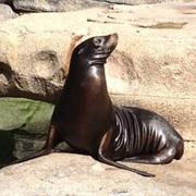 California Sea Lion