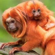 Tamarin