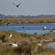 Bayou Sauvage National Wildlife Refuge