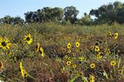 Patagonia-Sonoita Creek Sanctuary (Arizona)