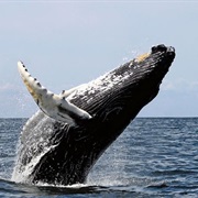 Andenes Whale Watching, Norway