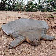 Cantor's Soft Shelled Turtle
