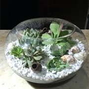 Make an Open Terrarium