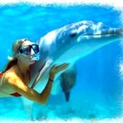 Swim Among Sharks, Wales or Dolphins