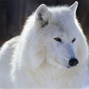 Baffin Island Wolf