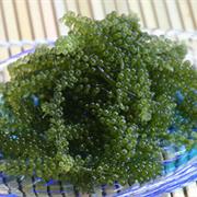 Umi-Budō (海ぶどう)