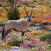 Namakwa Wildflowers, South Africa
