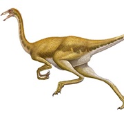 Gallimimus