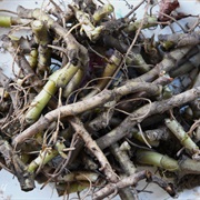 Wild Ginger Root