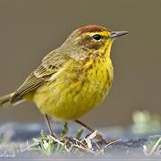 Palm Warbler
