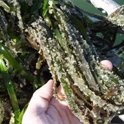 Spawn-On-Kelp With Seal Oil