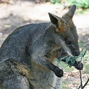 Swamp Wallaby