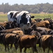Knickers, the Extraordinarily Big Cow
