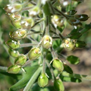 Field Pepperwort (Lepidium Campestre)