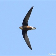 White-Throated Needletail
