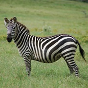 Plains Zebra