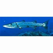 Barracuda