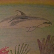 Porpoise