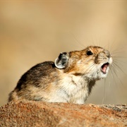 Pika