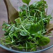 Indian Lettuce (Claytonia Perfoliata)