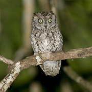 Annobon Scops-Owl (Otus Feae)