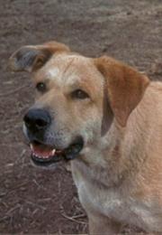 Old Yeller - Spike the Dog